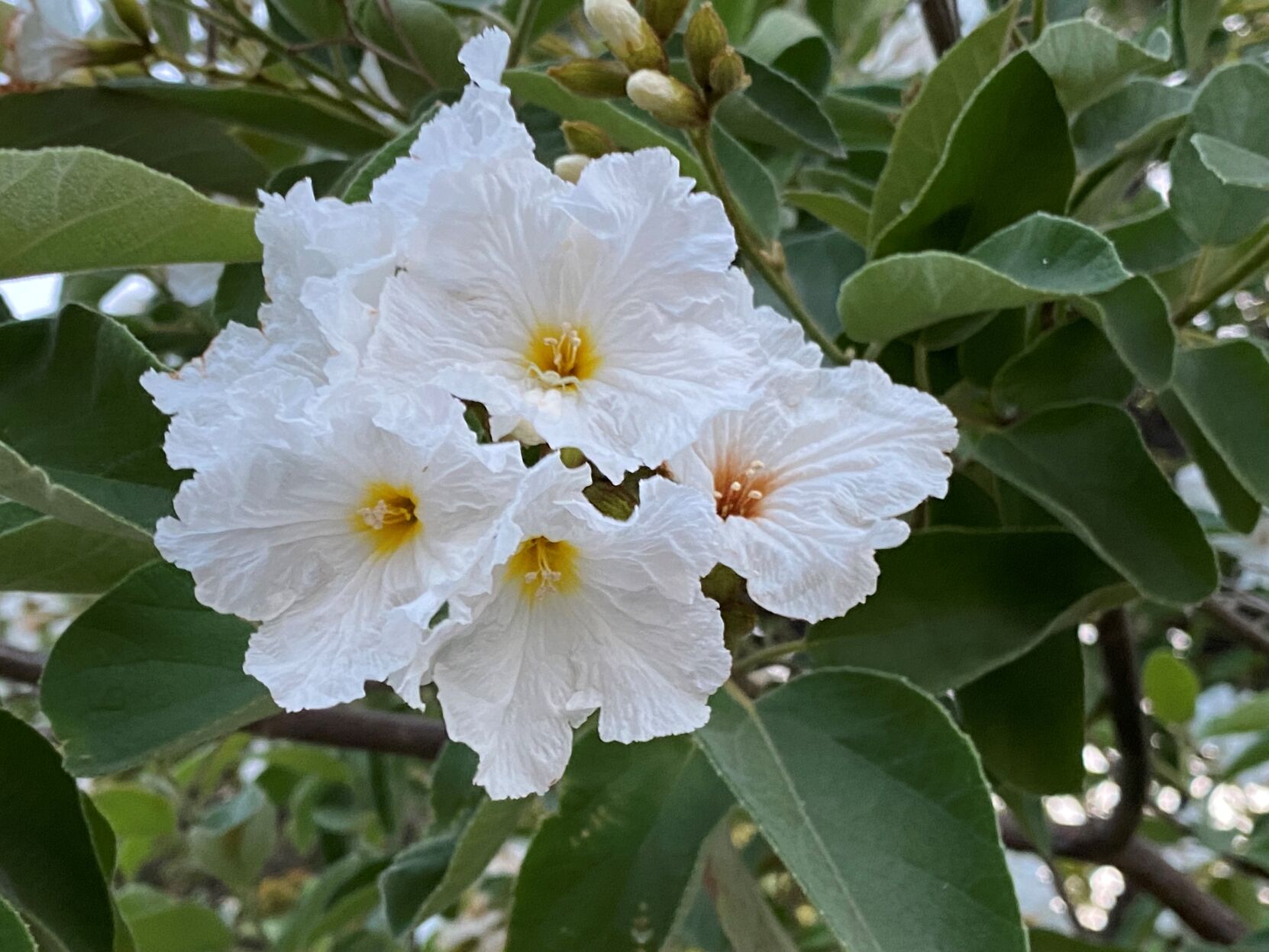 Texas olive in bloom